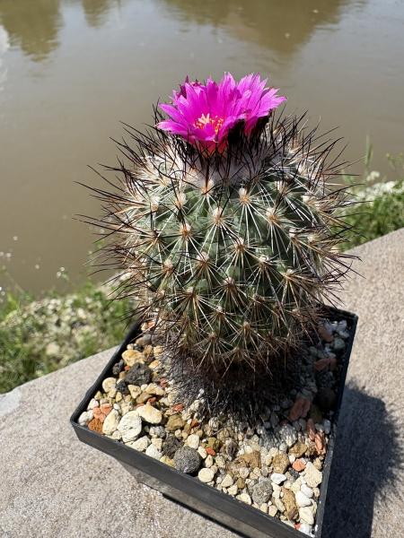 Gymnocactus beguinii